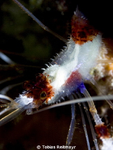 Banded Coral Shrimp at night, Hammerhead Gulch, Exumas by Tobias Reitmayr 